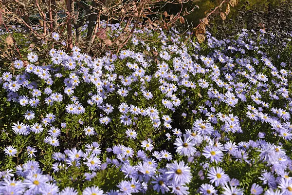 489068 - Bushy aster (Aster dumosus 'Silberteppich')