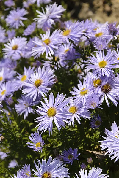 489069 - Bushy aster (Aster dumosus 'Silberteppich')