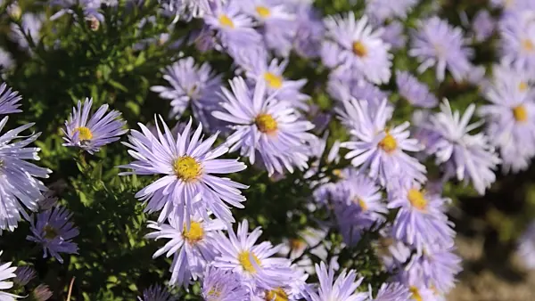 489161 - Bushy aster (Aster dumosus 'Silberteppich')