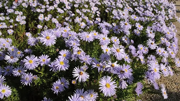 489163 - Bushy aster (Aster dumosus 'Silberteppich')