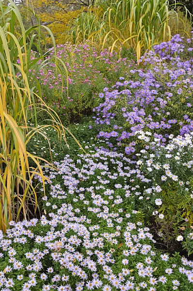 489137 - Bushy aster (Aster dumosus 'Silberteppich') and Michaelmas daisy (Aster novi-belgii 'Porzellan' and Aster novi-belgii 'Dauerblau')
