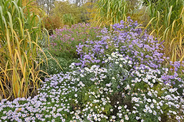 489138 - Bushy aster (Aster dumosus 'Silberteppich') and Michaelmas daisy (Aster novi-belgii 'Porzellan' and Aster novi-belgii 'Dauerblau')