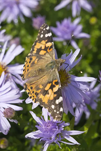 609040 - Bushy aster (Aster dumosus 'Silberteppich') and painted lady (Vanessa cardui)