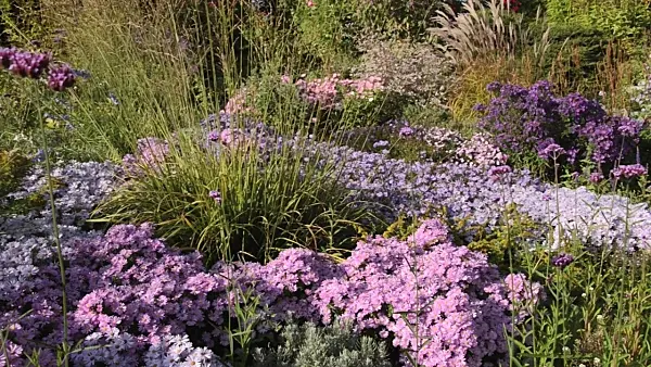 501040 - Bushy aster (Aster dumosus), tall moor grass (Molinia arundinacea) and purpletop vervain (Verbena bonariensis)