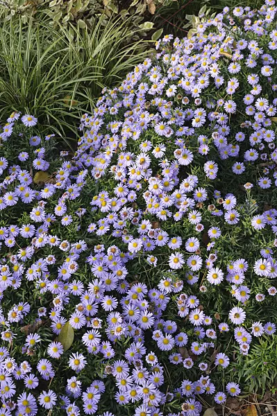 489106 - Bushy aster (Aster dumosus 'Zwergenhimmel')