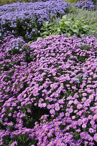 477043 - Bushy asters (Aster dumosus 'Rosenwichtel' and Aster dumosus 'Prof. Anton Kippenberg')
