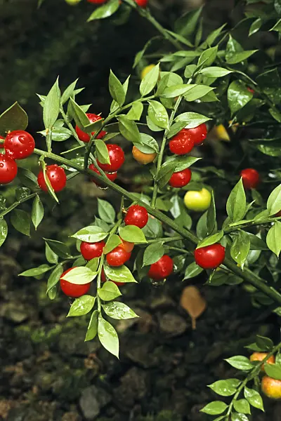 384001 - Butcher's broom (Ruscus aculeatus)