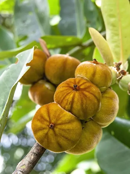 434397 - Butter fruit (Diospyros blancoi)