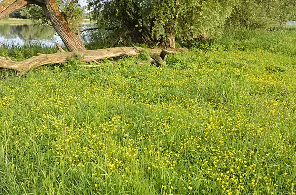 545042 - Buttercup (Ranunculus)