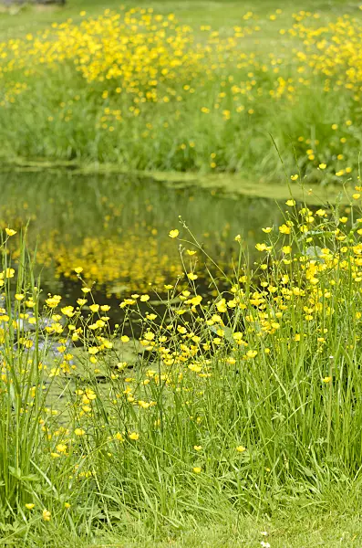 545027 - Buttercup (Ranunculus) at a pond