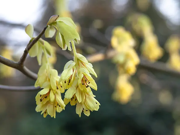 447044 - Buttercup winter hazel (Corylopsis pauciflora)