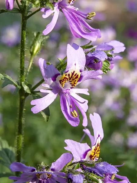 427033 - Butterfly flower (Schizanthus pinnatus)