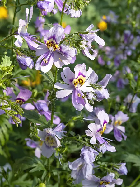 427034 - Butterfly flower (Schizanthus pinnatus)
