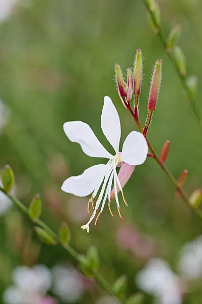475179 - Butterfly gaura (Gaura lindheimeri)