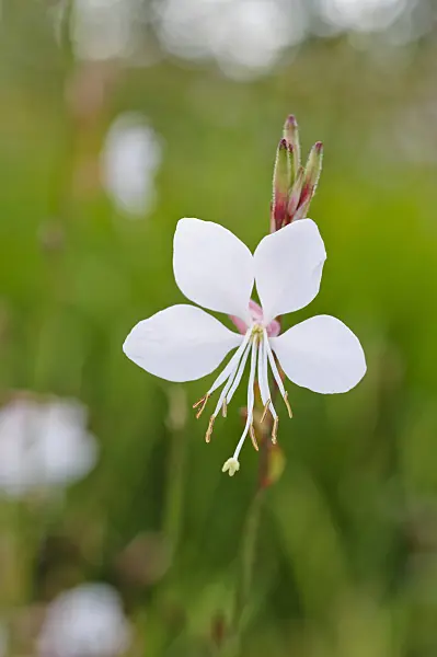 475180 - Butterfly gaura (Gaura lindheimeri)