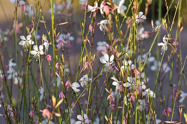 475182 - Butterfly gaura (Gaura lindheimeri)