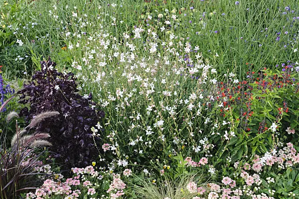 475185 - Butterfly gaura (Gaura lindheimeri)