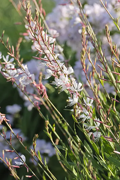 485198 - Butterfly gaura (Gaura lindheimeri)