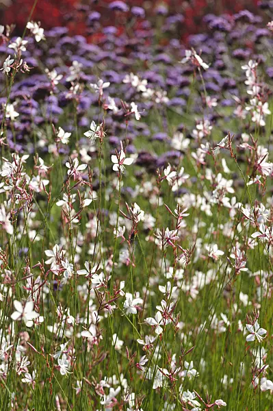 488041 - Butterfly gaura (Gaura lindheimeri)