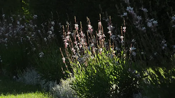 497362 - Butterfly gaura (Gaura lindheimeri)