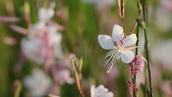 499092 - Butterfly gaura (Gaura lindheimeri)