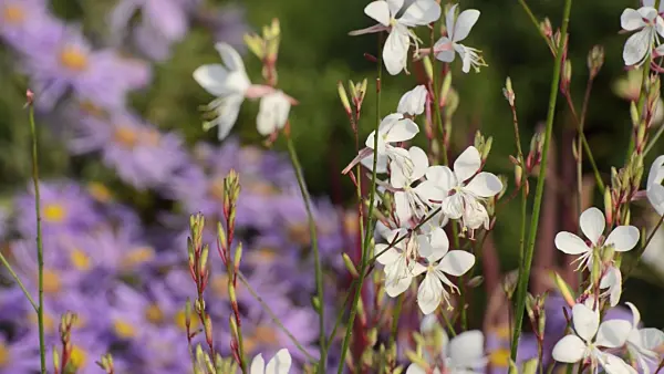 500057 - Butterfly gaura (Gaura lindheimeri)