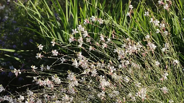 500078 - Butterfly gaura (Gaura lindheimeri)