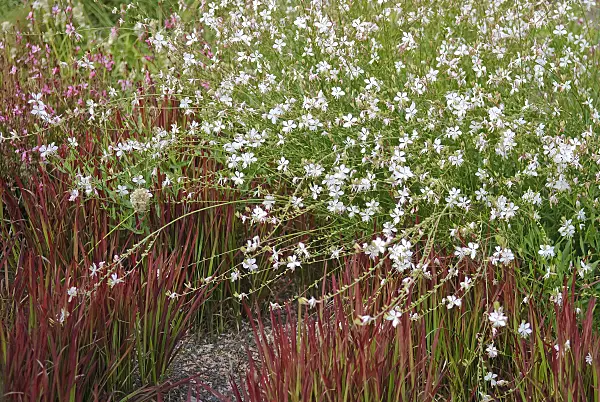 502206 - Butterfly gaura (Gaura lindheimeri)