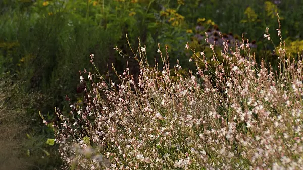 511323 - Butterfly gaura (Gaura lindheimeri)