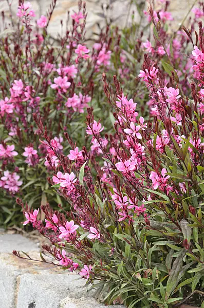 533128 - Butterfly gaura (Gaura lindheimeri)