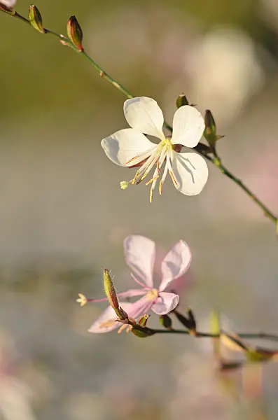 549019 - Butterfly gaura (Gaura lindheimeri)