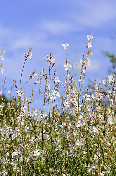 571014 - Butterfly gaura (Gaura lindheimeri)