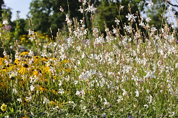 571015 - Butterfly gaura (Gaura lindheimeri)