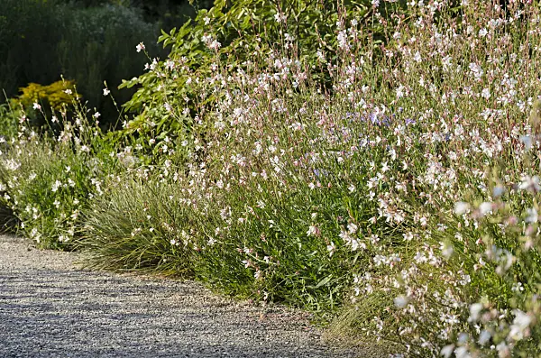 571016 - Butterfly gaura (Gaura lindheimeri)