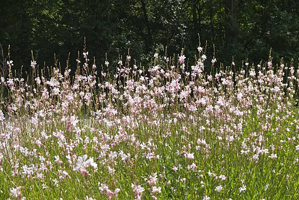 573018 - Butterfly gaura (Gaura lindheimeri)