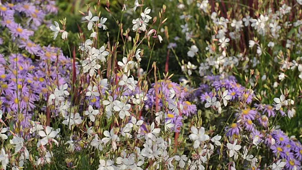500056 - Butterfly gaura (Gaura lindheimeri) and aster (Aster)