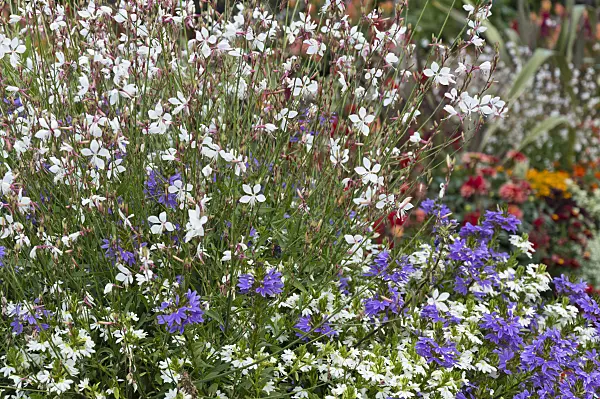 511082 - Butterfly gaura (Gaura lindheimeri) and fairy fan-flower (Scaevola aemula)