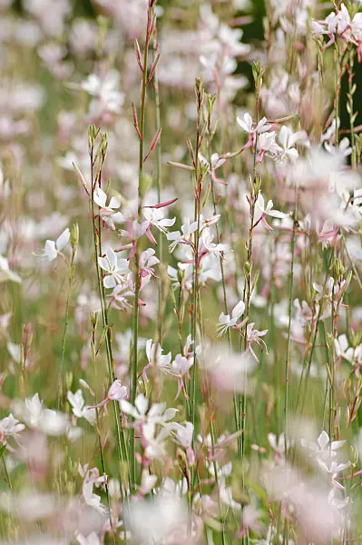 475203 - Butterfly gaura (Gaura lindheimeri 'Gambit Rose')