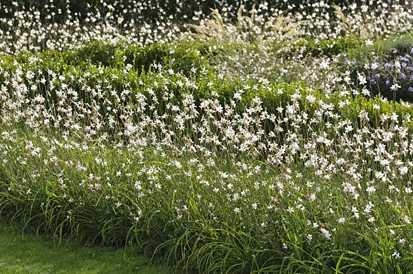 476054 - Butterfly gaura (Gaura lindheimeri 'Gambit Rose')