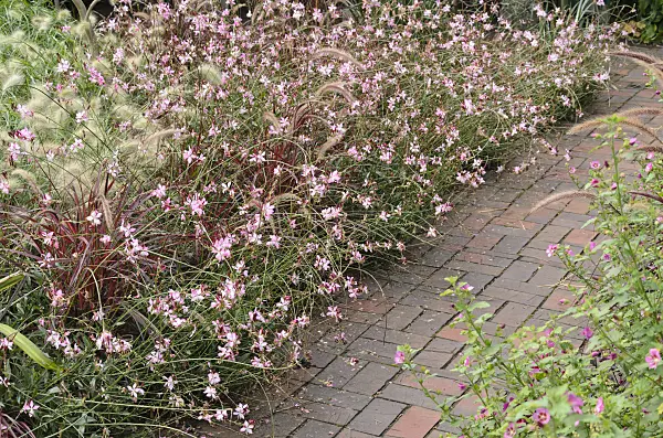 525050 - Butterfly gaura (Gaura lindheimeri 'Gambit Rose') and fountain grass (Pennisetum setaceum 'Rubrum')