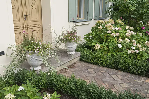 559142 - Butterfly gauras (Gaura lindheimeri), Calibrachoa and hydrangeas (Hydrangea)
