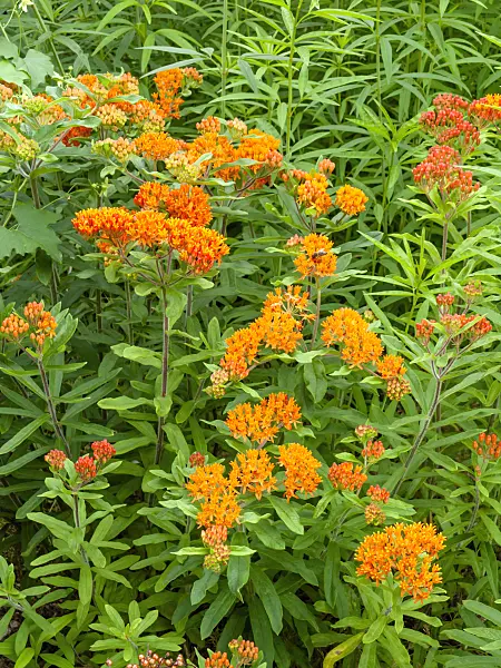 450019 - Butterfly milkweed (Asclepias tuberosa)