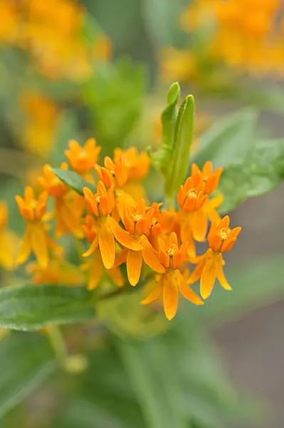 486142 - Butterfly milkweed (Asclepias tuberosa)
