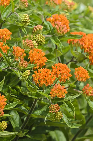 497099 - Butterfly milkweed (Asclepias tuberosa)
