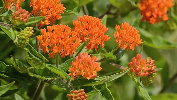 497135 - Butterfly milkweed (Asclepias tuberosa)