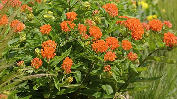 497136 - Butterfly milkweed (Asclepias tuberosa)