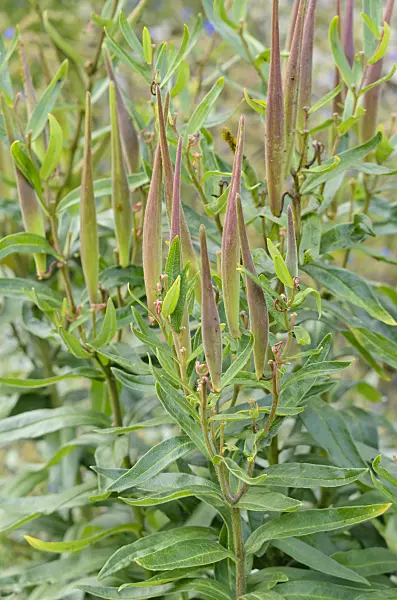 535229 - Butterfly milkweed (Asclepias tuberosa)