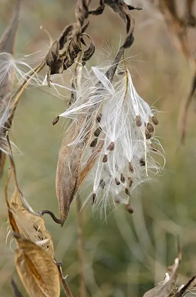 537031 - Butterfly milkweed (Asclepias tuberosa)
