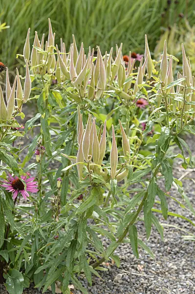 593030 - Butterfly milkweed (Asclepias tuberosa)