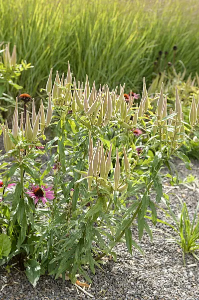 593031 - Butterfly milkweed (Asclepias tuberosa)